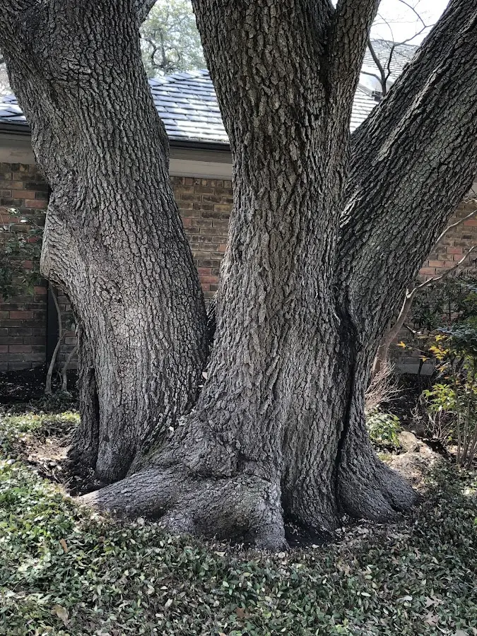Mature heritage tree close to a Argonia property cared for by certified arborists